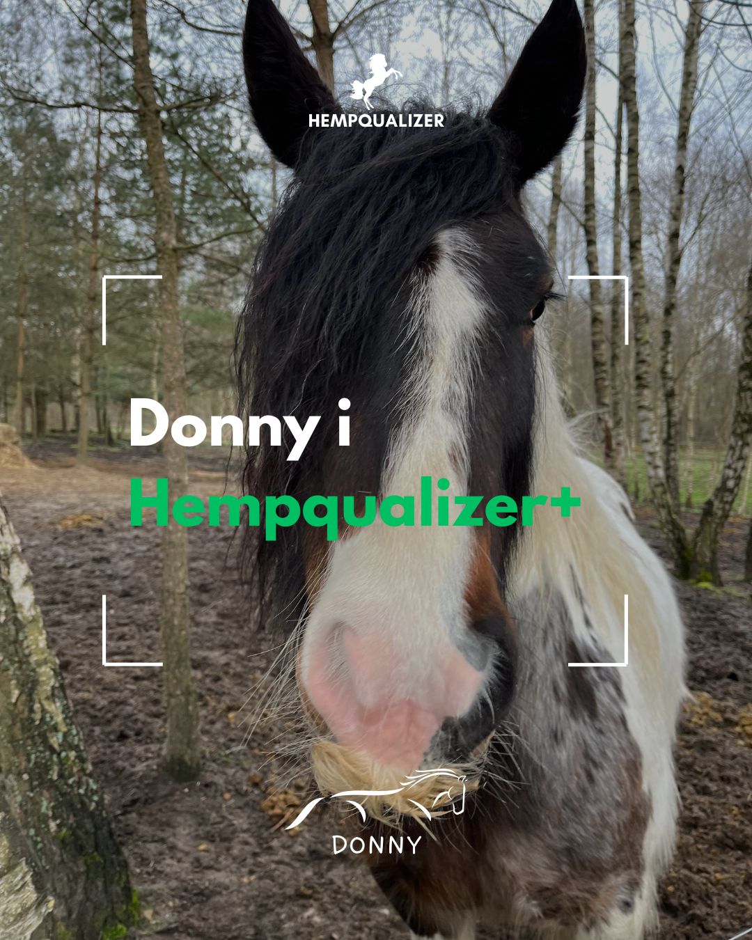 HEMPQUALIZER+ DONNY USPOKOJENIE