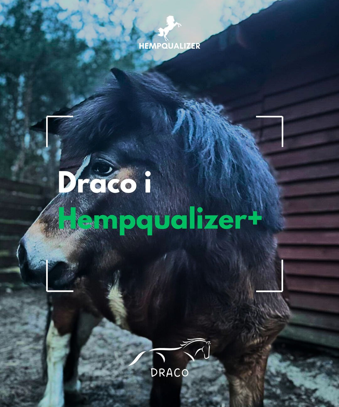 HEMPQUALIZER+ DRACO OCHWAT