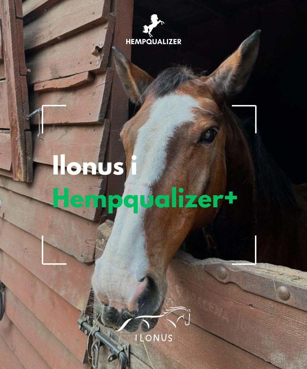 HEMPQUALIZER+ ILONUS RAO/USPOKOJENIE