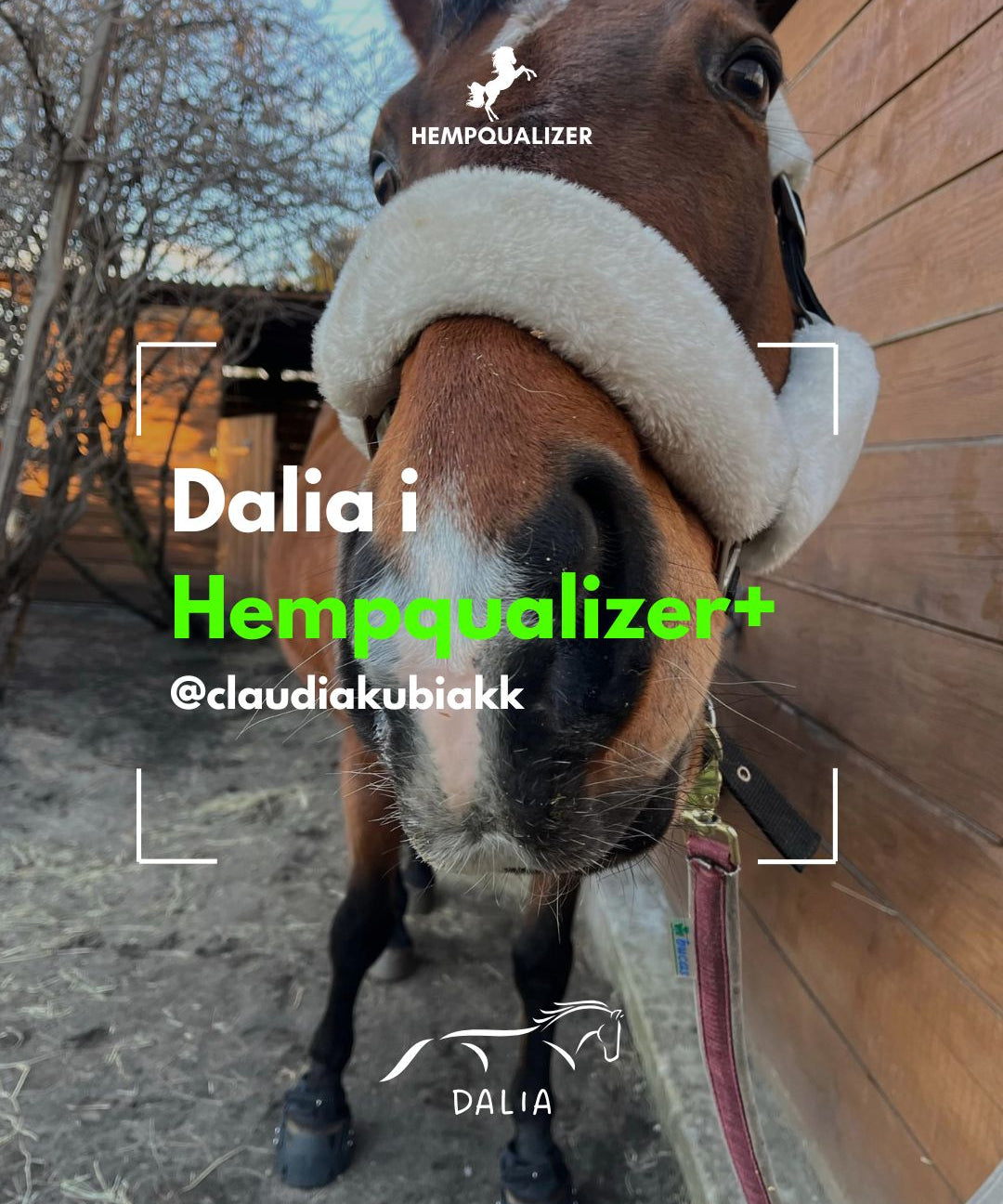 HEMPQUALIZER+ DALIA STAWY/ASTMA