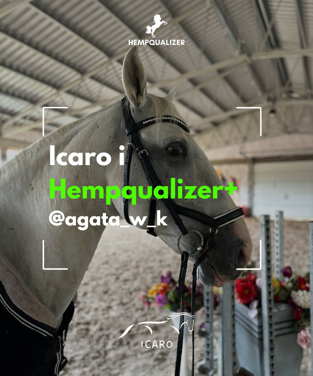 HEMPQUALIZER+ ICARO ALERGIA
