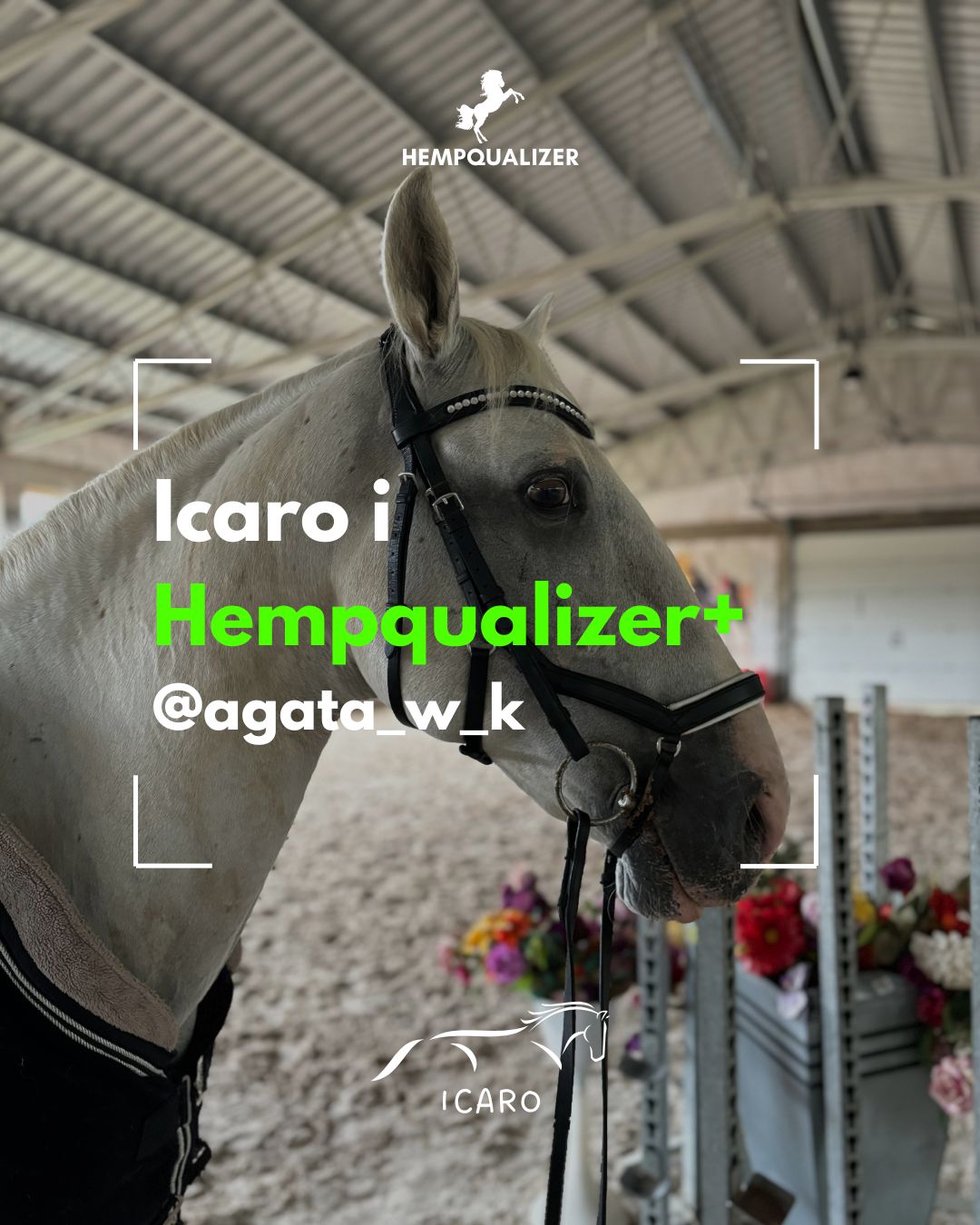 HEMPQUALIZER+ ICARO ALERGIA