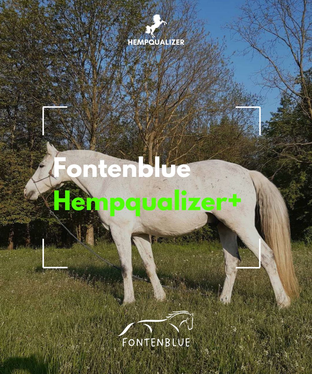 HEMPQUALIZER+ FONTENBLUE RAO