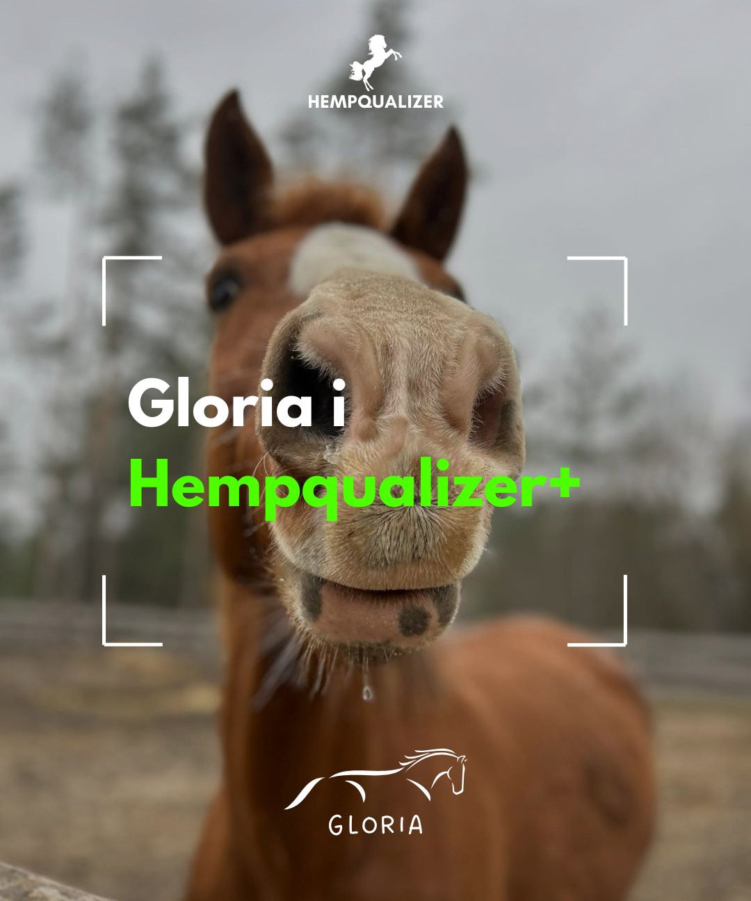 HEMPQUALIZER+ GLORIA USPOKOJENIE/ASTMA