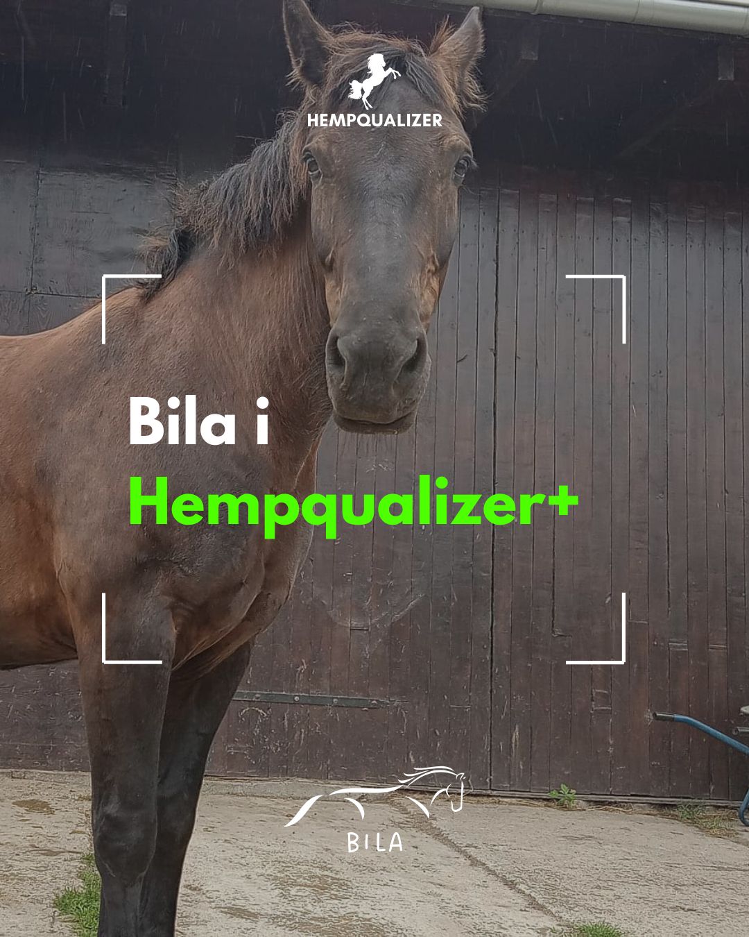 HEMPQUALIZER+ BILA RAO/ASTMA