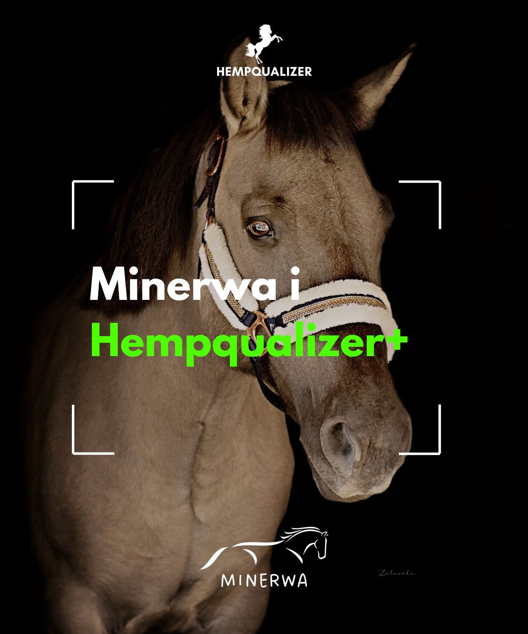 HEMPQUALIZER+ MINERWA ASTMA/USPOKOJENIE