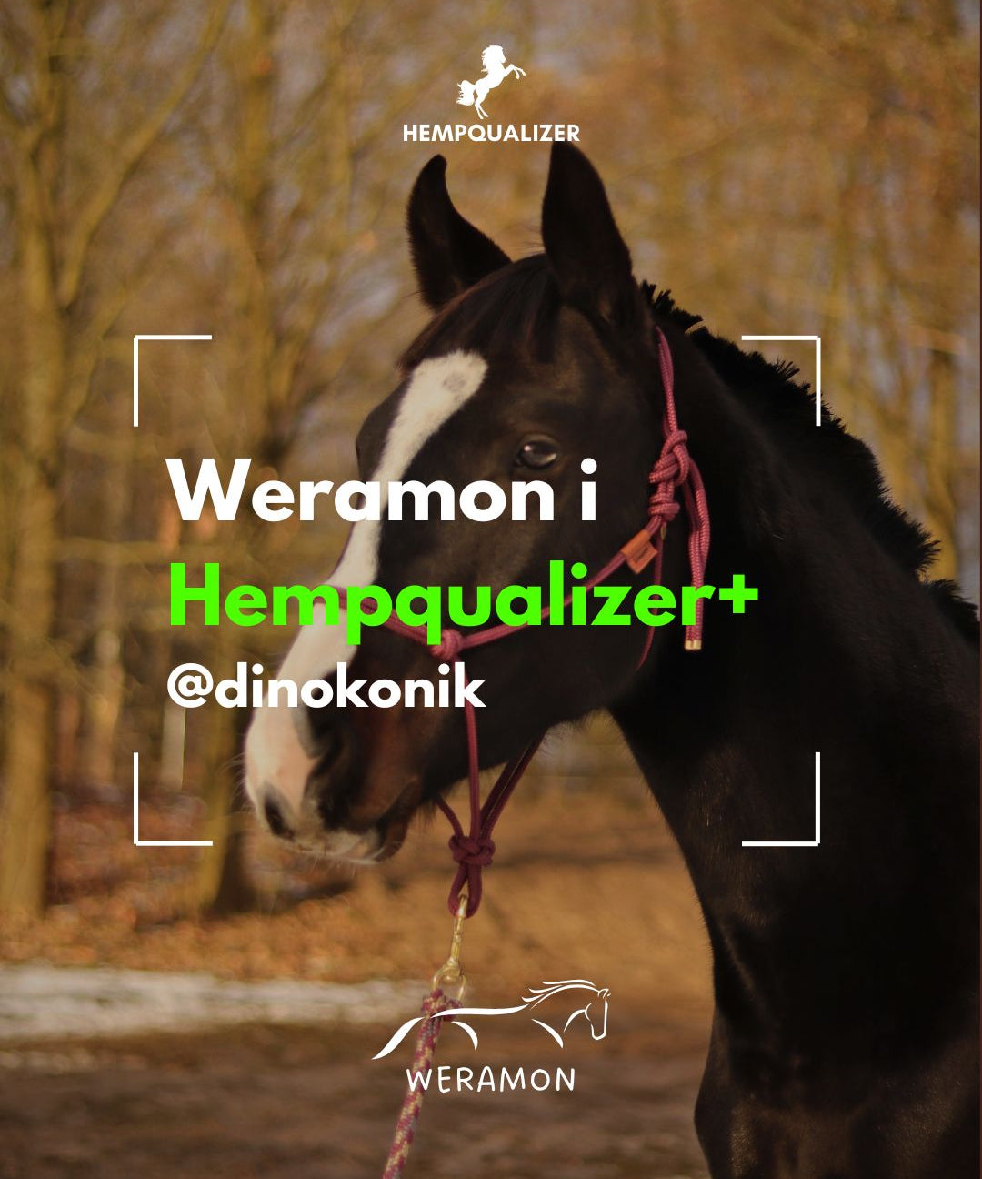 HEMPQUALIZER+ WERAMON USPOKOJENIE