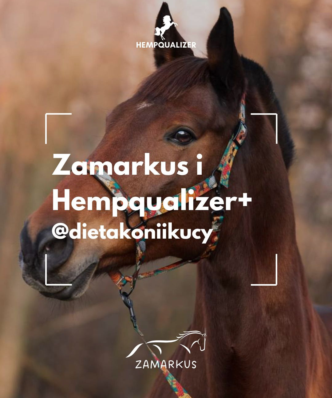 HEMPQUALIZER+ ZAMARKUS I SZPAT