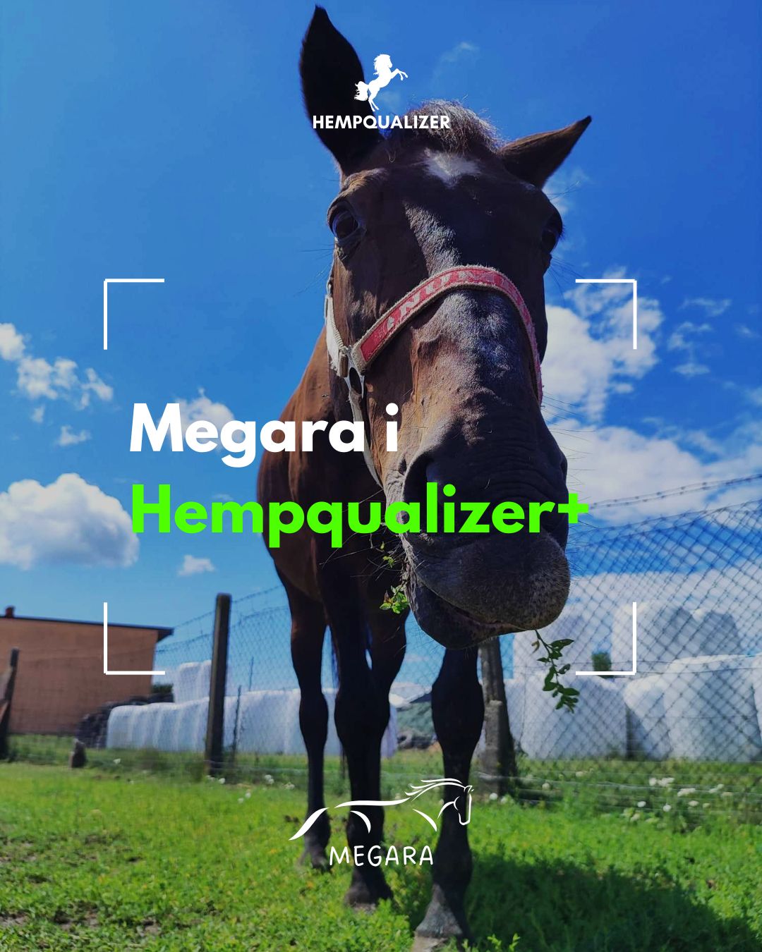 HEMPQUALIZER+ MEGARA USPOKOJENIE STAWY