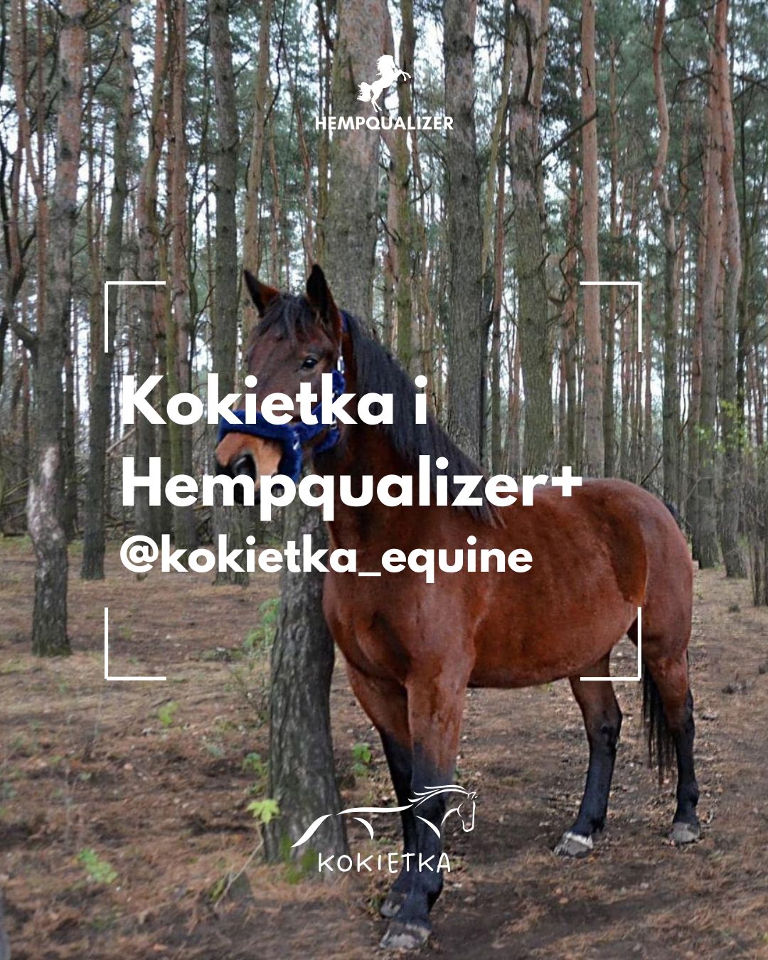 HEMPQUALIZER+ KOKIETKA USPOKOJENIE