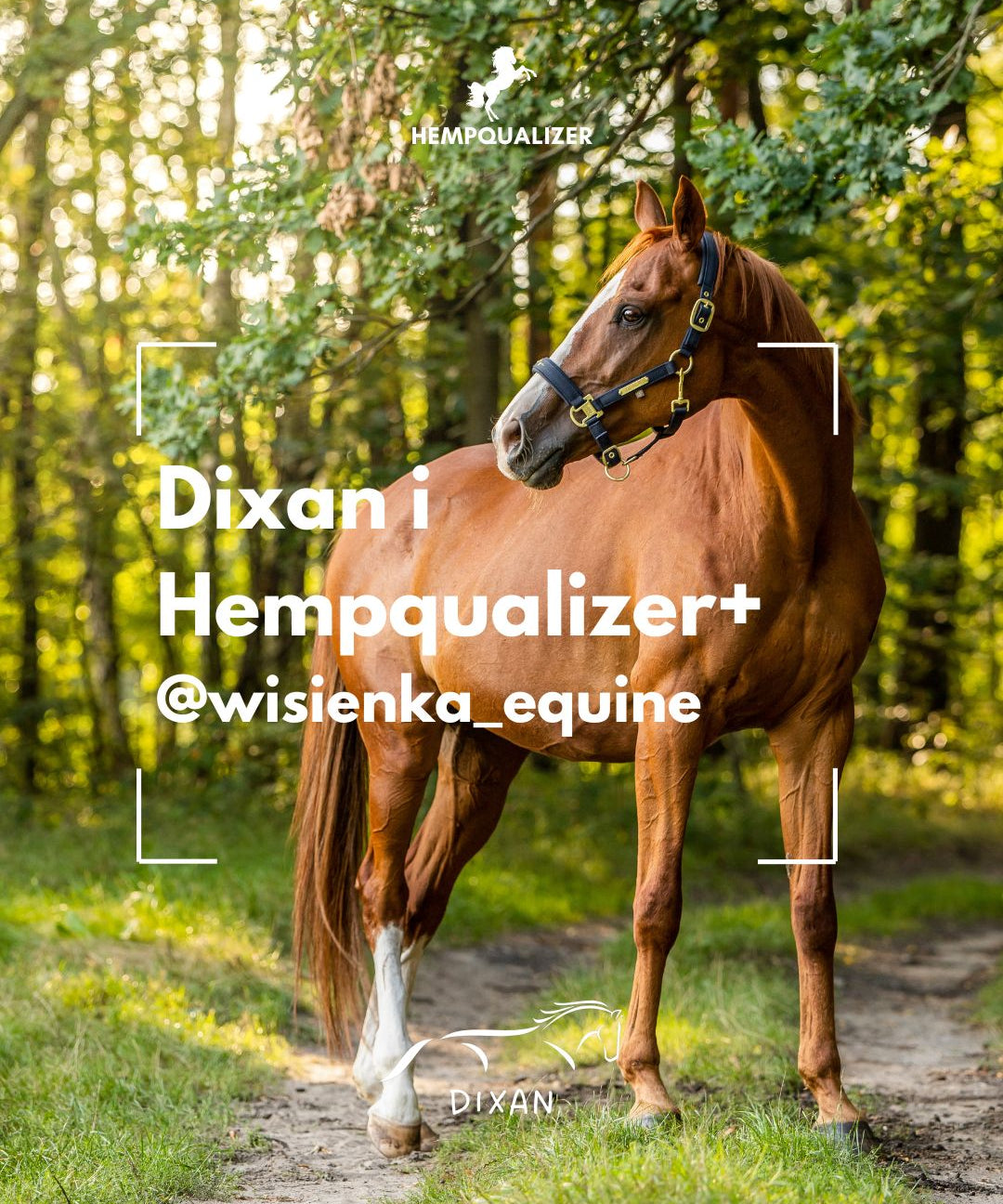 HEMPQUALIZER+ DIXAN USPOKOJENIE I SZPAT