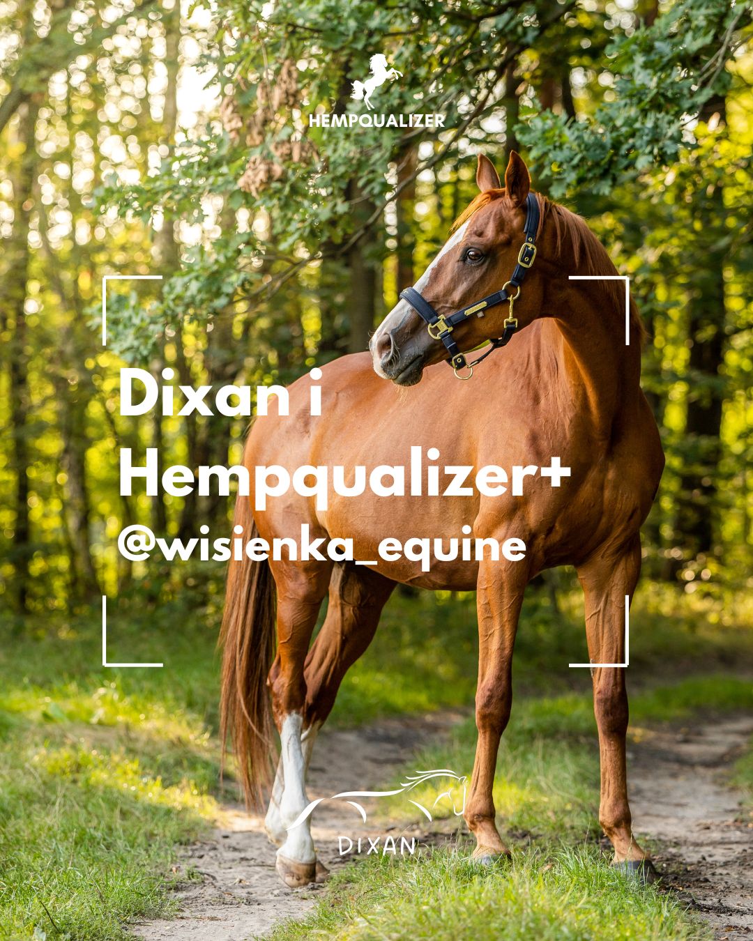 HEMPQUALIZER+ DIXAN USPOKOJENIE I SZPAT