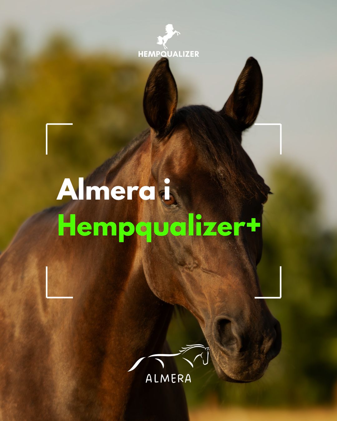 HEMPQUALIZER+ ALMERA USPOKOJENIE/WRZODY/IAD