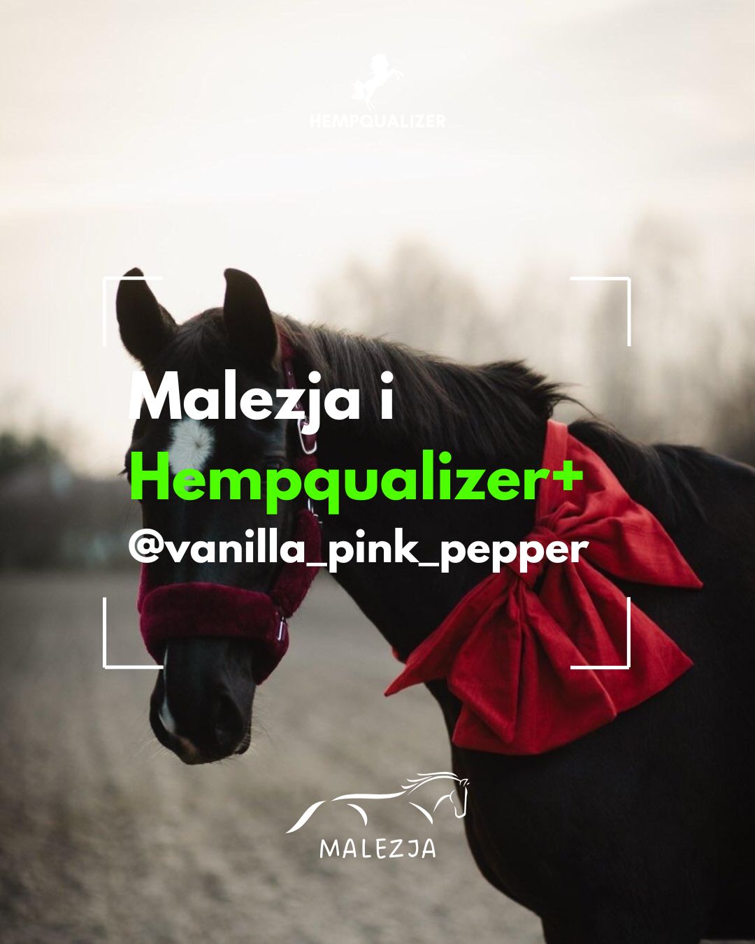 HEMPQUALIZER+ MALEZJA USPOKOJENIE