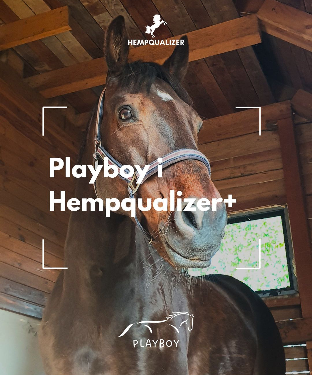 HEMPQUALIZER+ PLAYBOY RAO