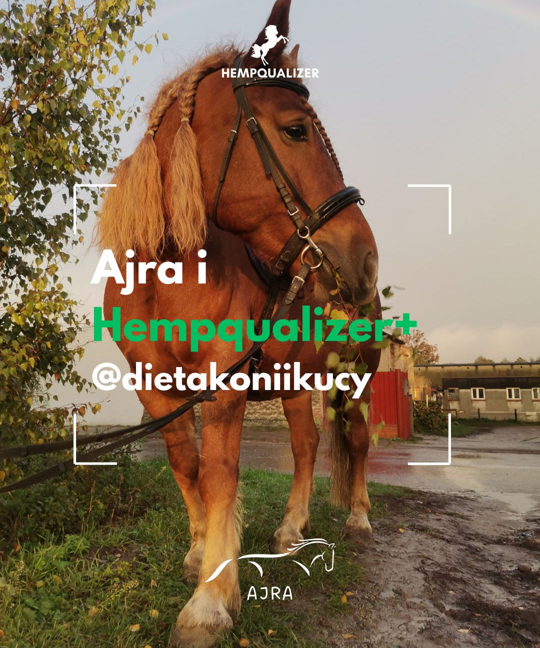HEMPQUALIZER+ AJRA USPOKOJENIE