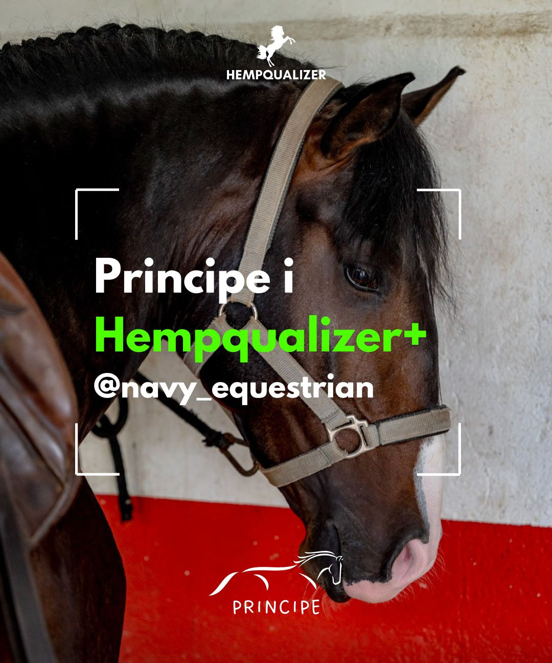 HEMPQUALIZER+ PRINCIPE USPOKOJENIE