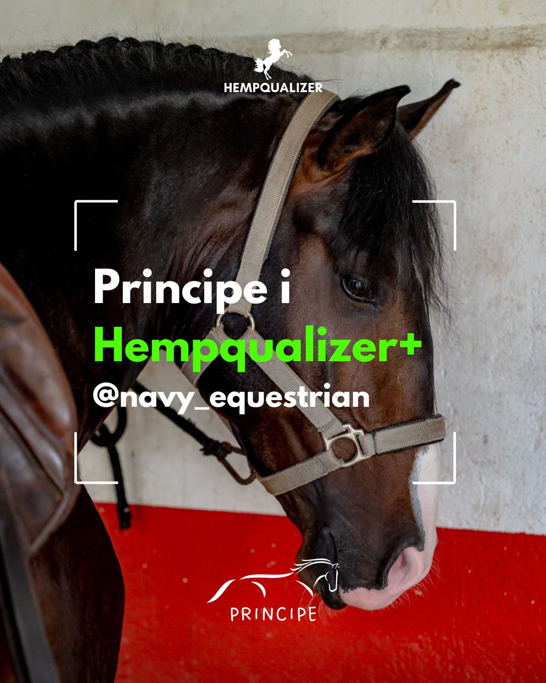 HEMPQUALIZER+ PRINCIPE USPOKOJENIE