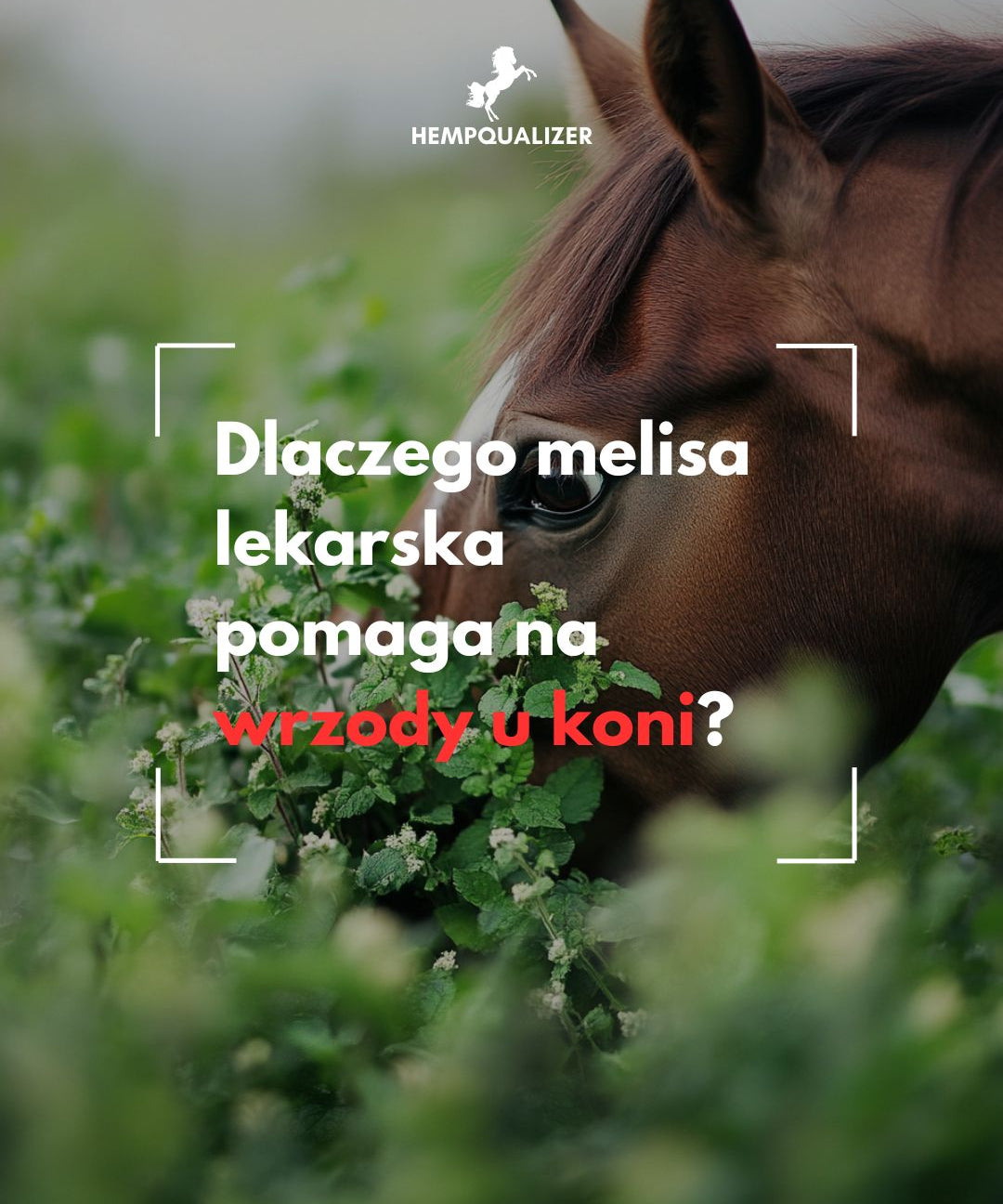 Melisa lekarska na  wrzody u koni