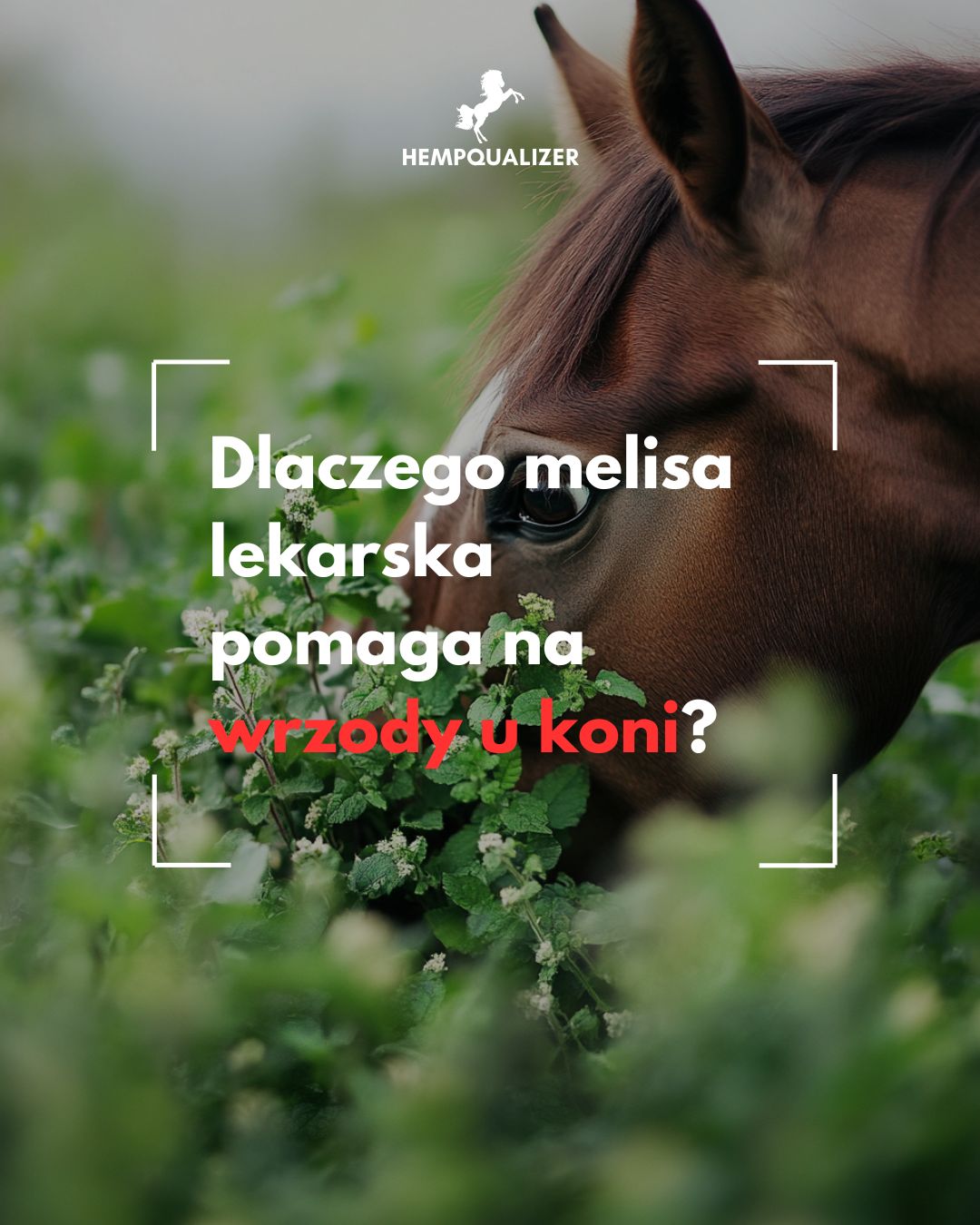 Melisa lekarska na  wrzody u koni