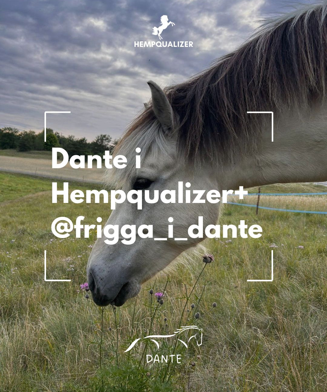 HEMPQUALIZER+ DANTE SZPAT