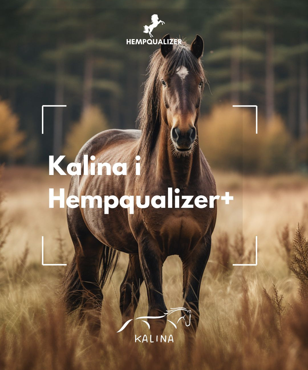 HEMPQUALIZER+ KALINA I SZPAT