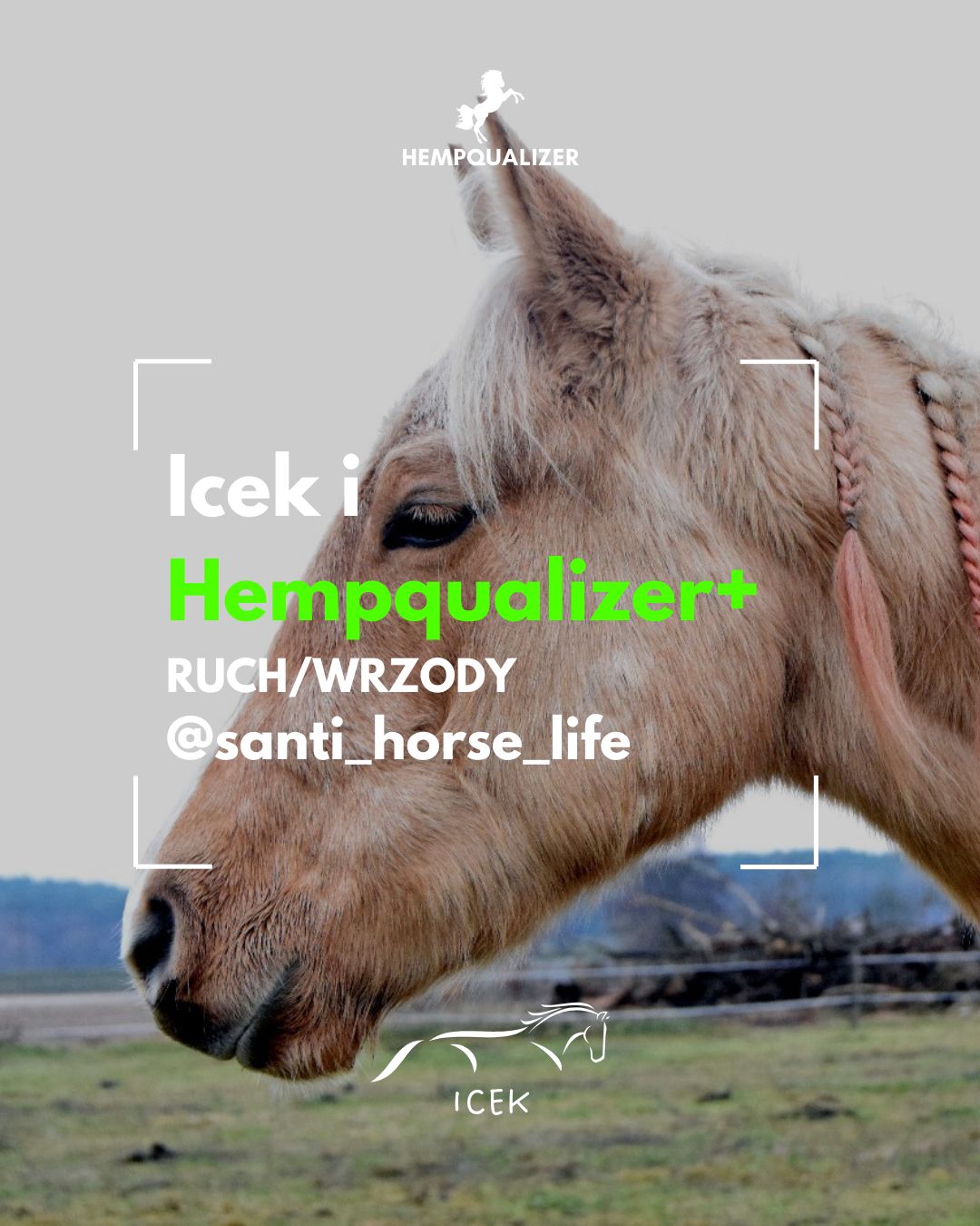 HEMPQUALIZER+ ICEK POPRAWA RUCHU/WRZODY