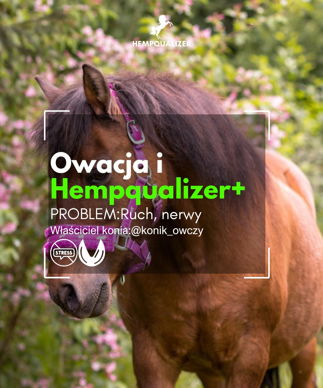 HEMPQUALIZER+ OWACJA RUCH/USPOKOJENIE