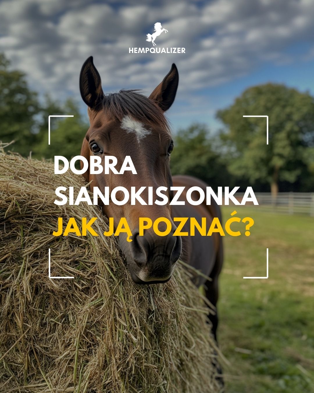 SIANOKISZONKA DLA KONI W PIGUŁCE