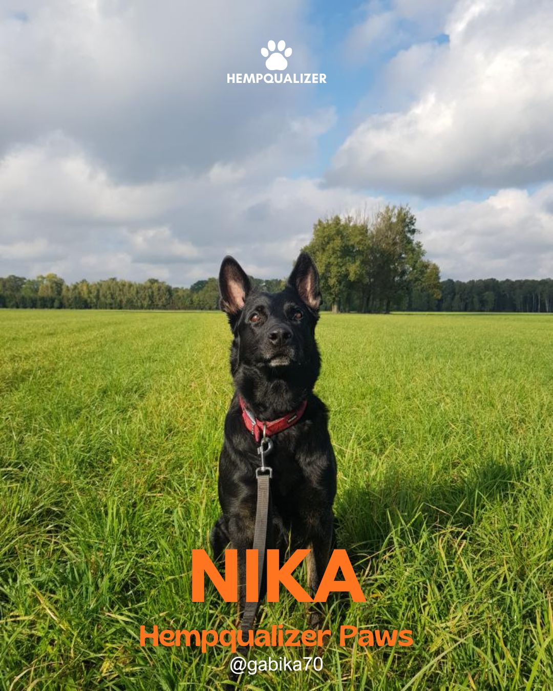 HEMPQUALIZER PAWS NIKA: NADREAKTYWNOŚĆ