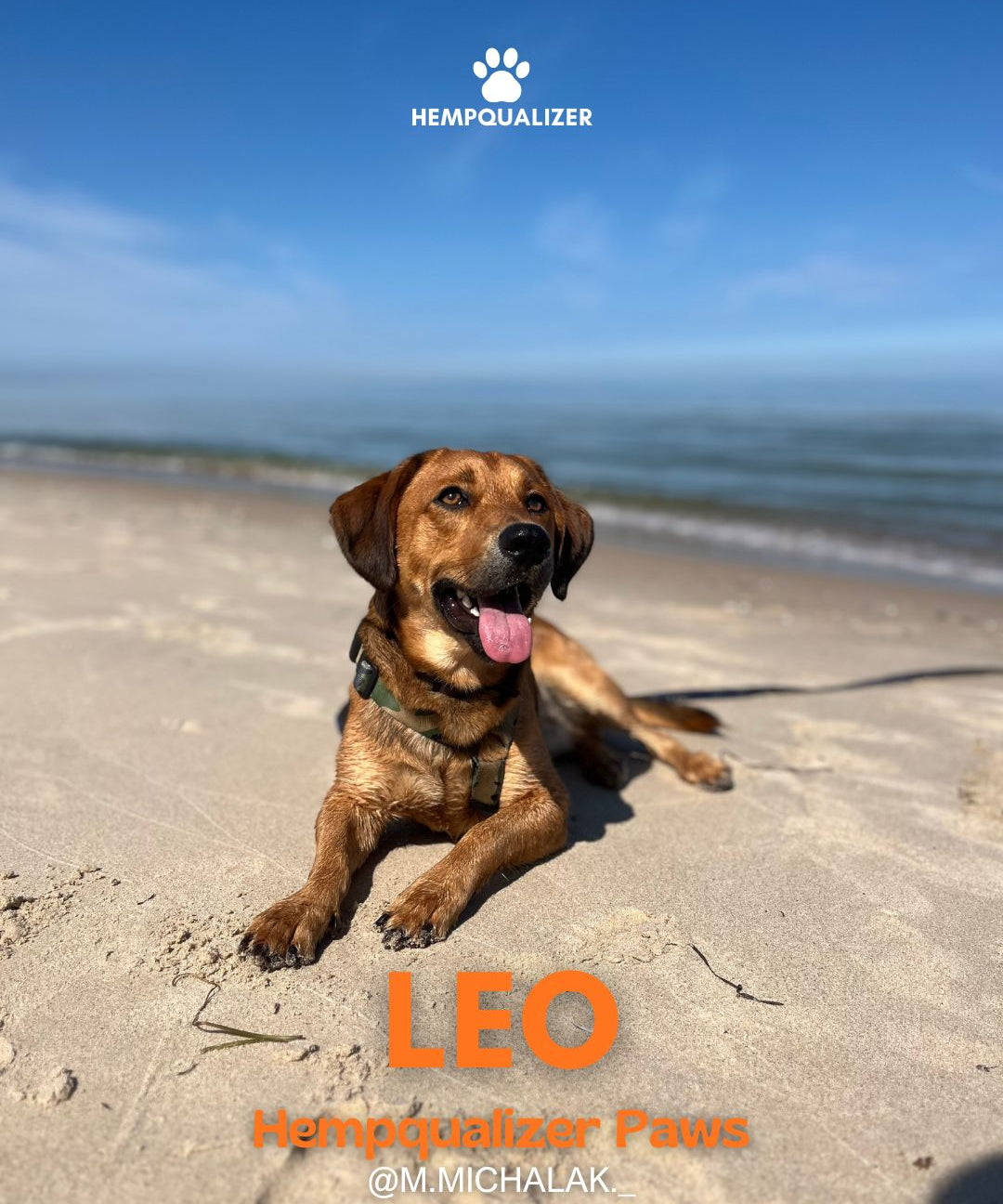 HEMPQUALIZER PAWS : LEO
