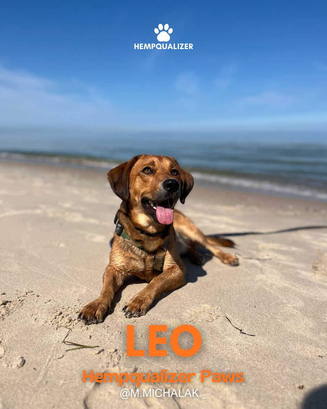 HEMPQUALIZER PAWS : LEO