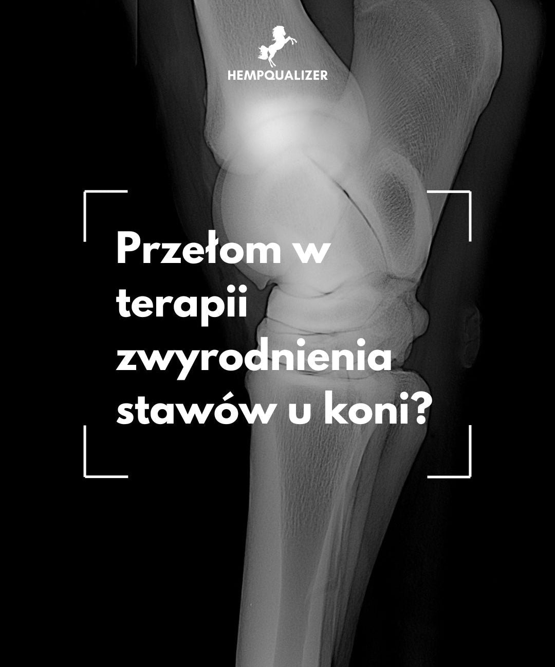 CBD i CBG jako innowacyjna terapia osteoartrozy u koni