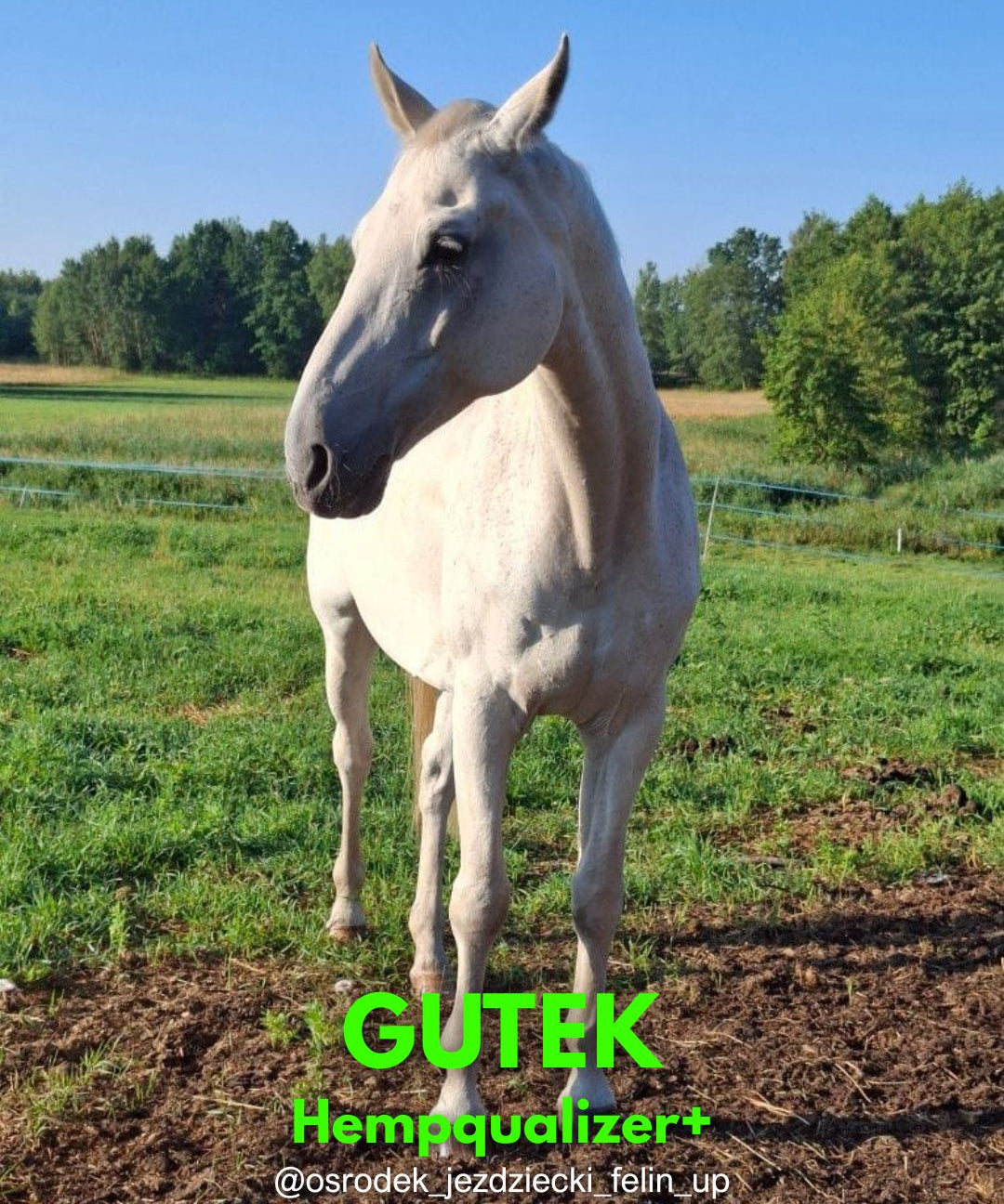 HEMPQUALIZER+: GUTEK