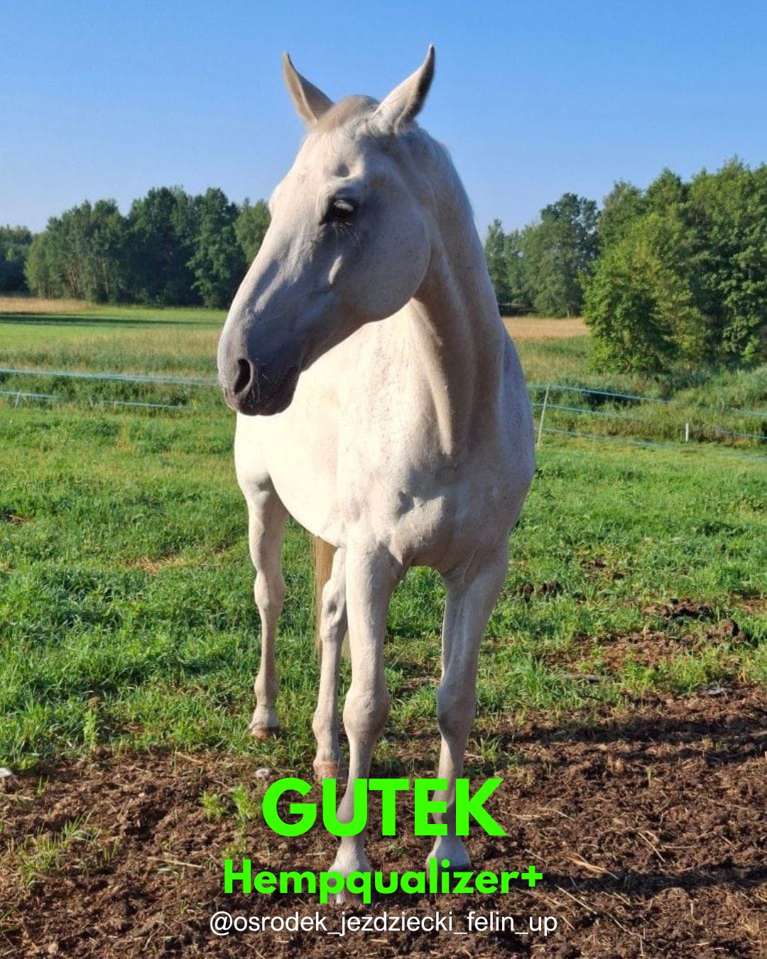 HEMPQUALIZER+: GUTEK