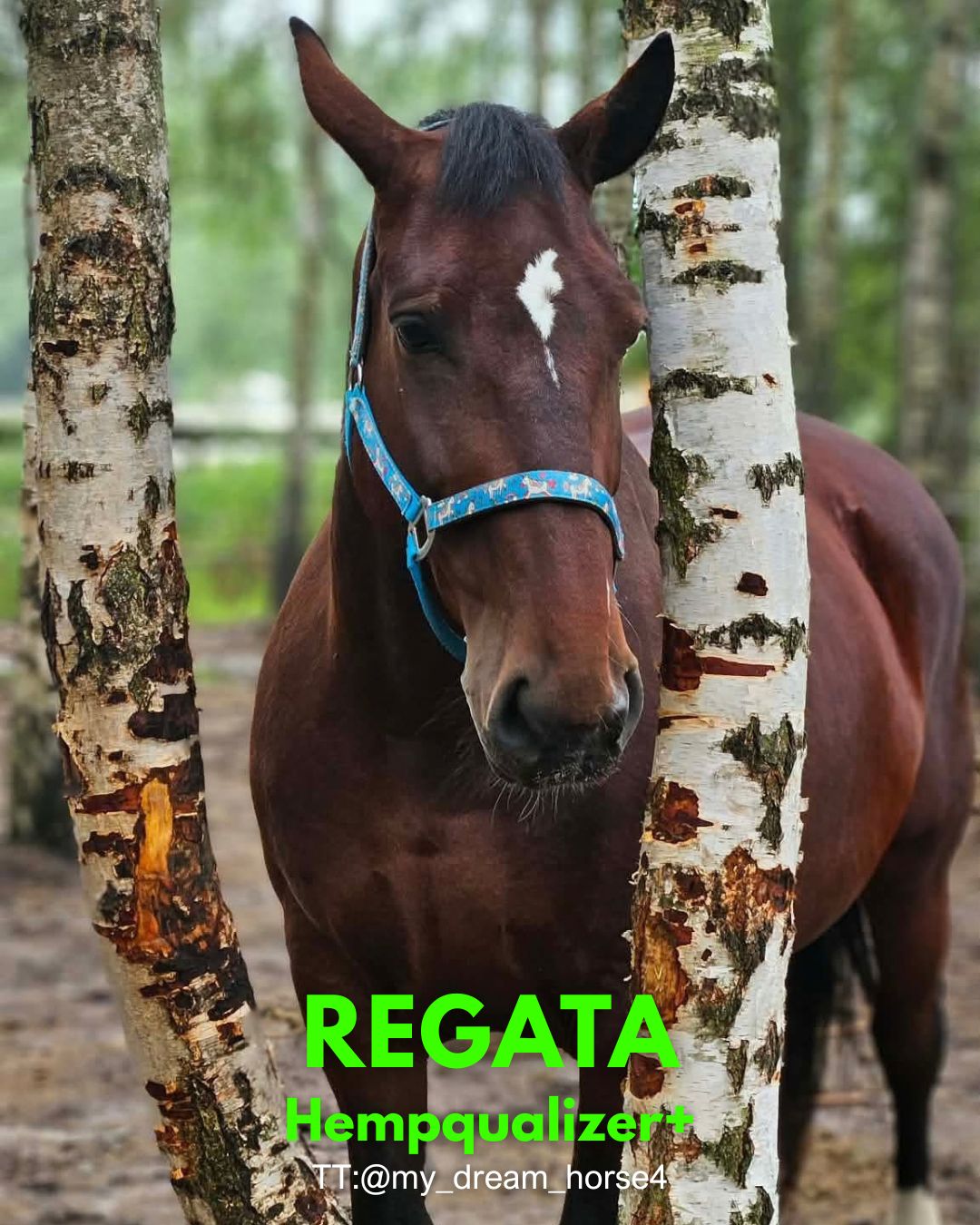 HEMPQUALIZER+: REGATA