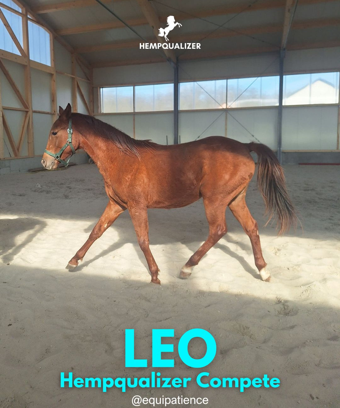 HEMPQUALIZER COMPETE LEO USPOKOJENIE