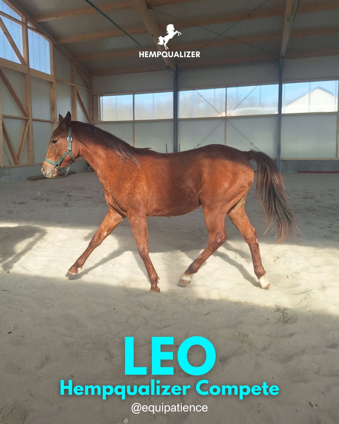 HEMPQUALIZER COMPETE LEO USPOKOJENIE